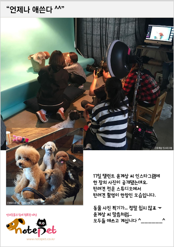 노트펫