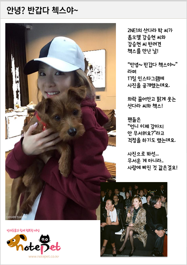 노트펫
