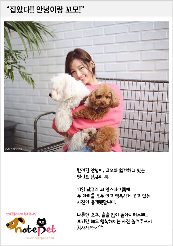 노트펫