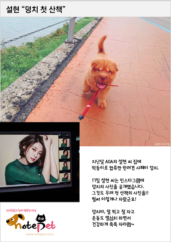 노트펫