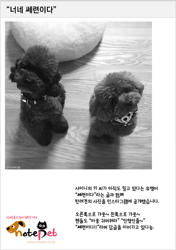 노트펫