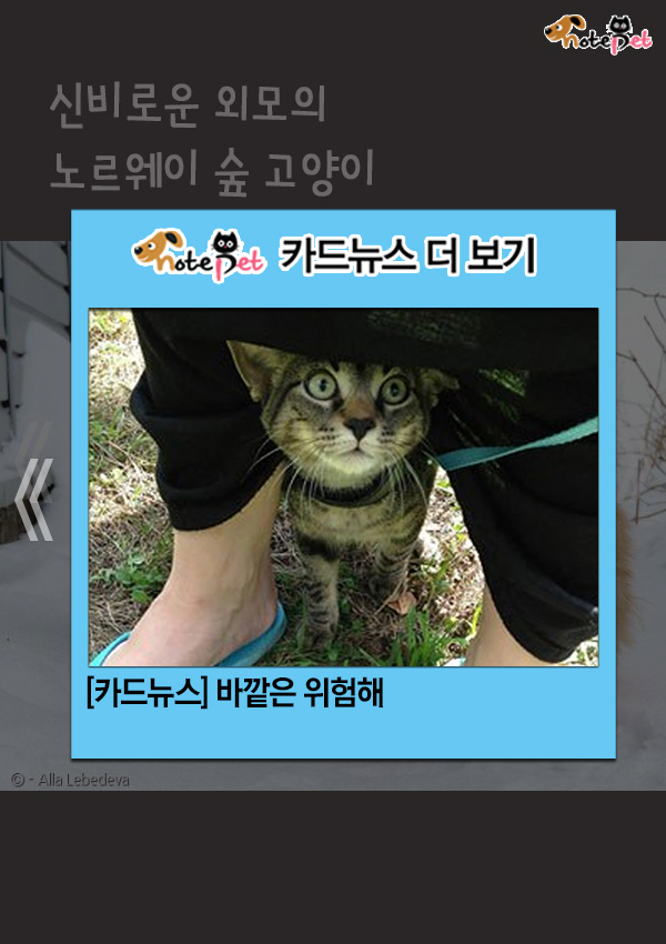 노트펫