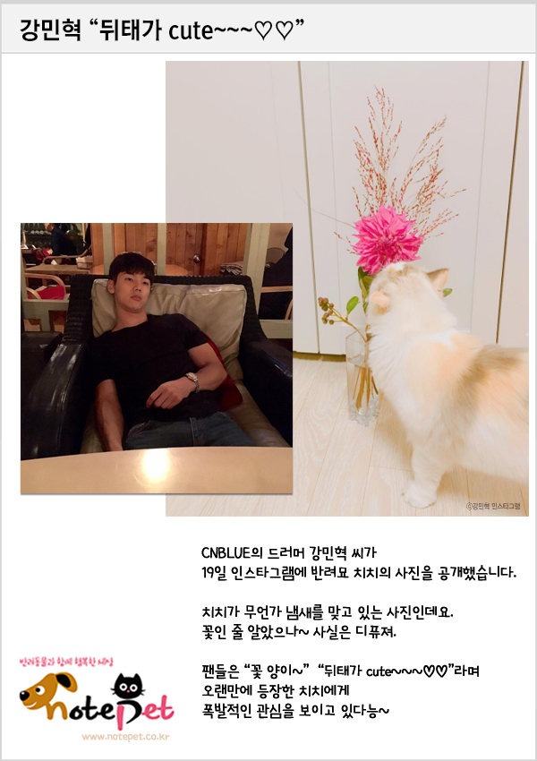 노트펫