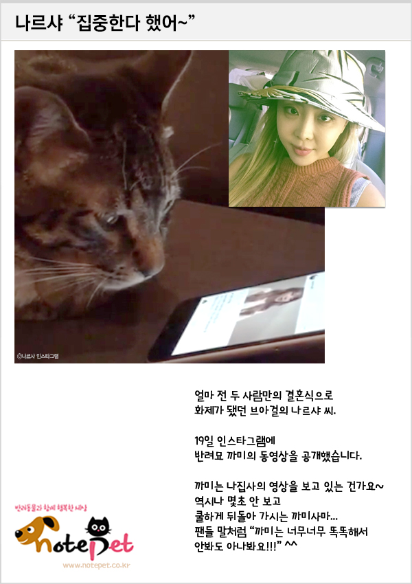 노트펫