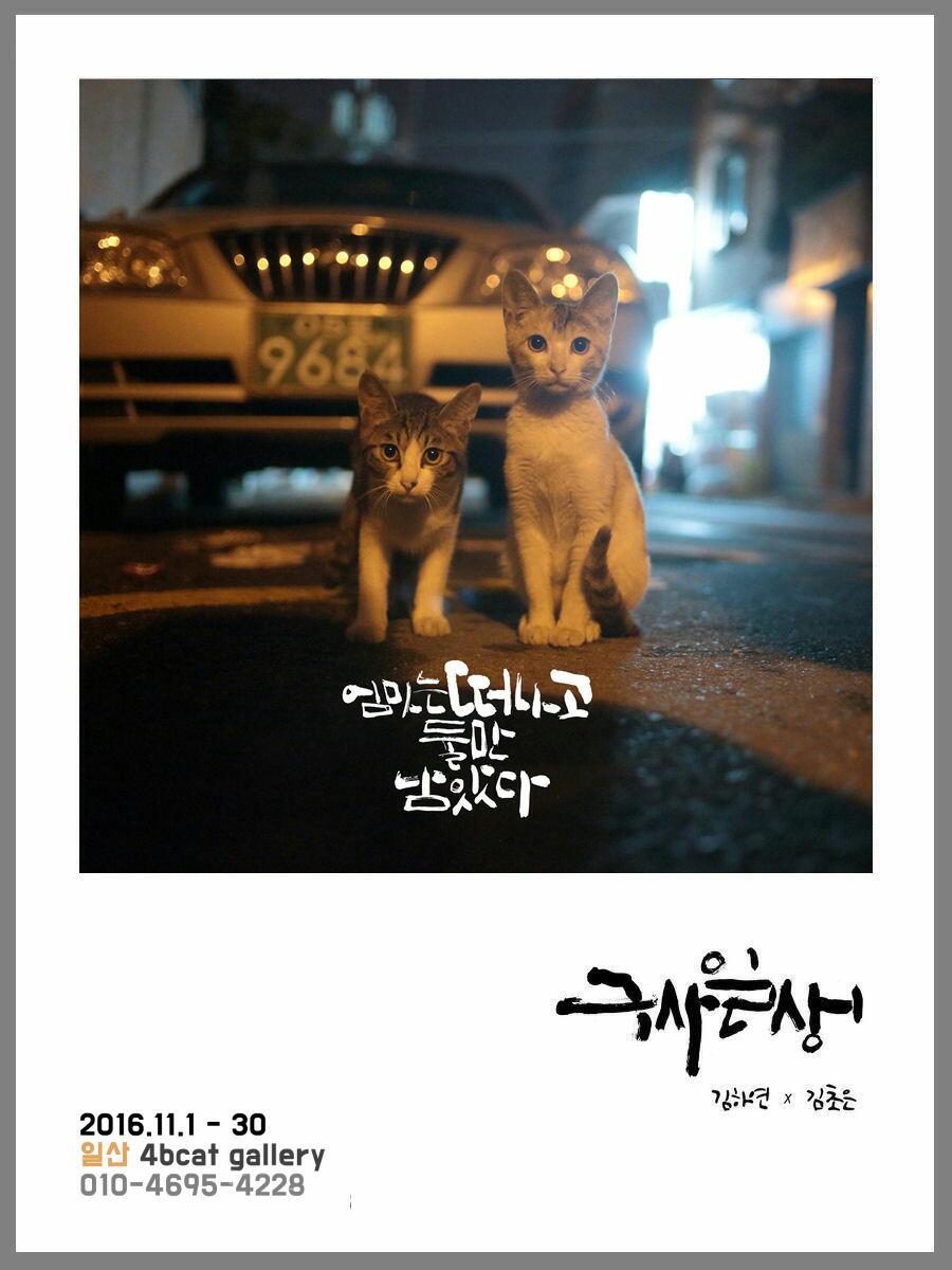 노트펫