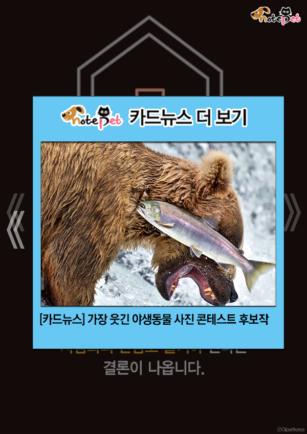 노트펫