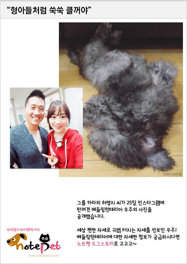 노트펫