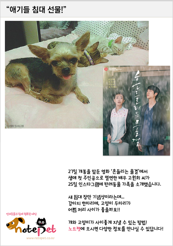 노트펫
