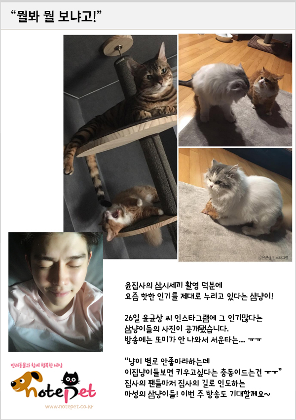 노트펫