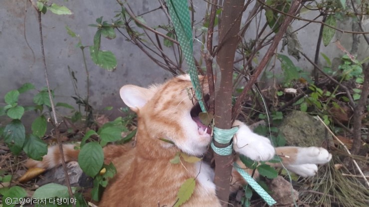 노트펫