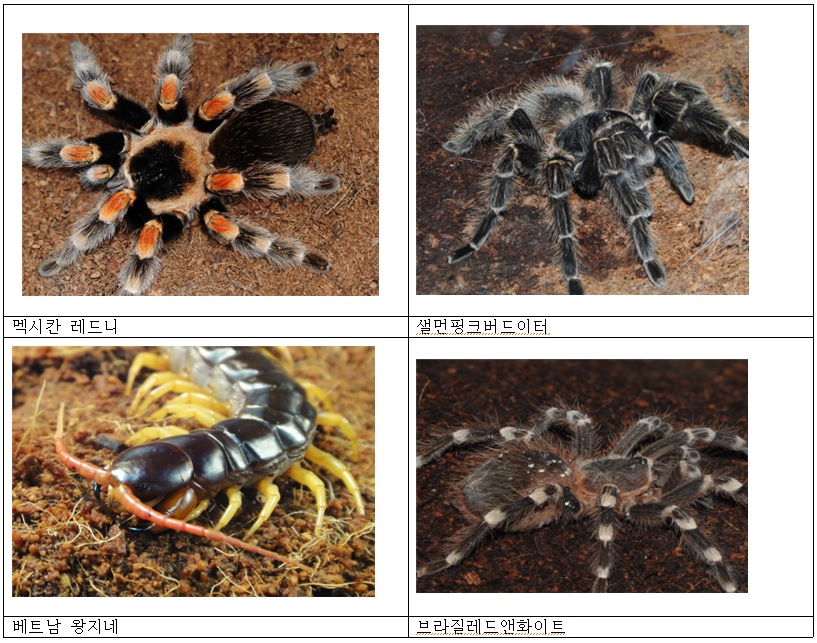 노트펫