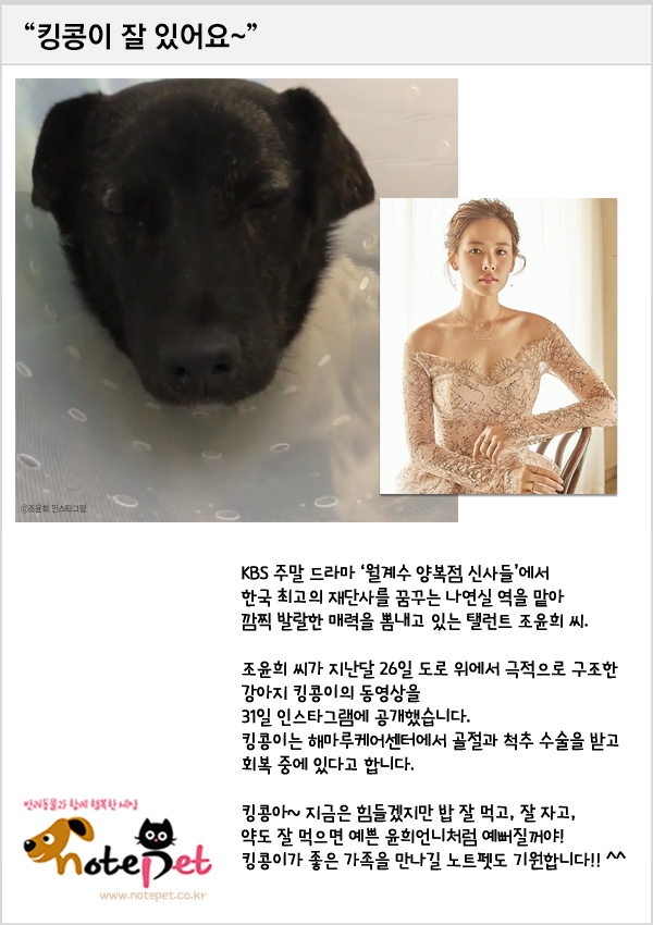 노트펫