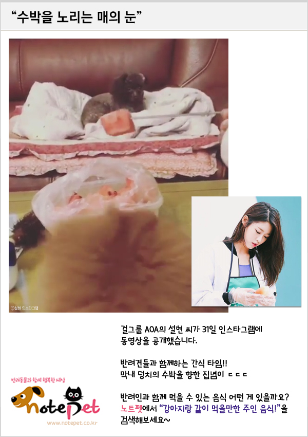 노트펫
