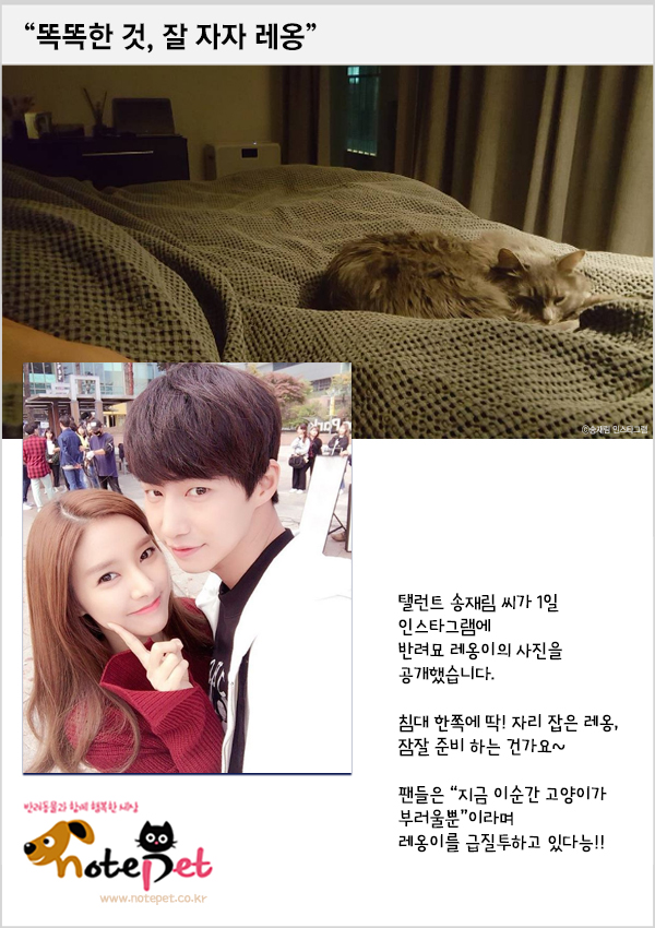노트펫