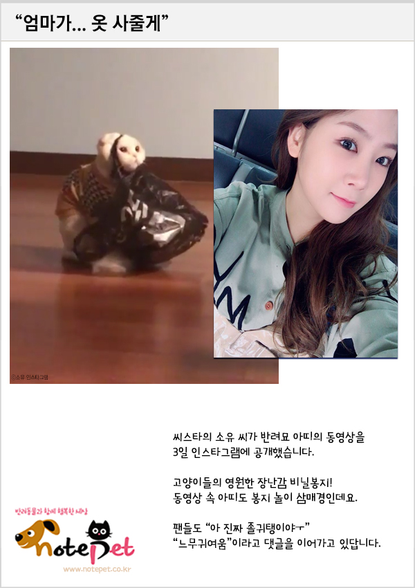 노트펫