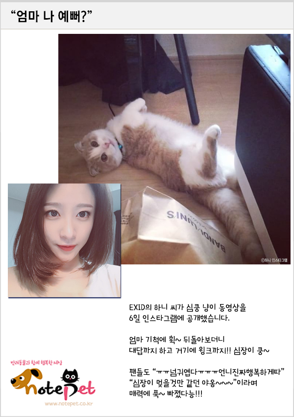 노트펫