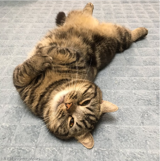 노트펫