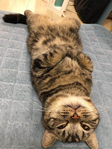 노트펫