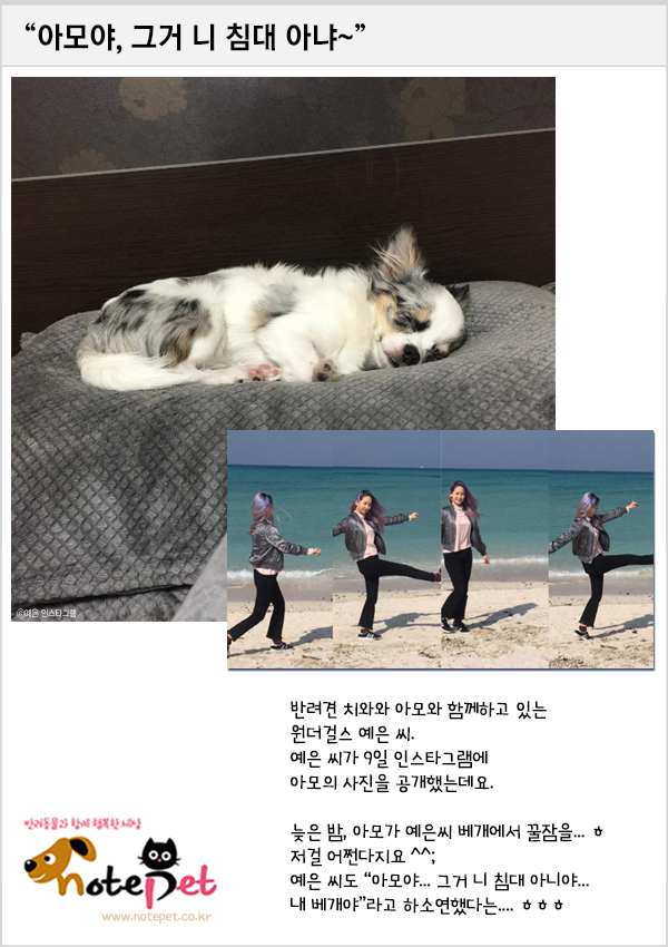 노트펫