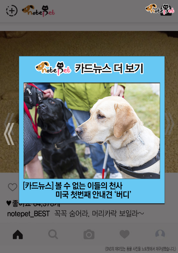 노트펫