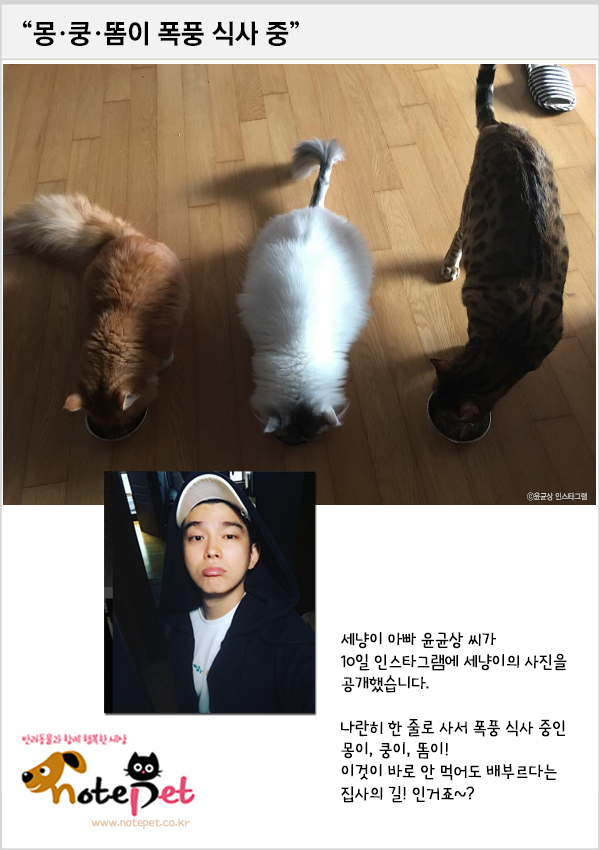 노트펫