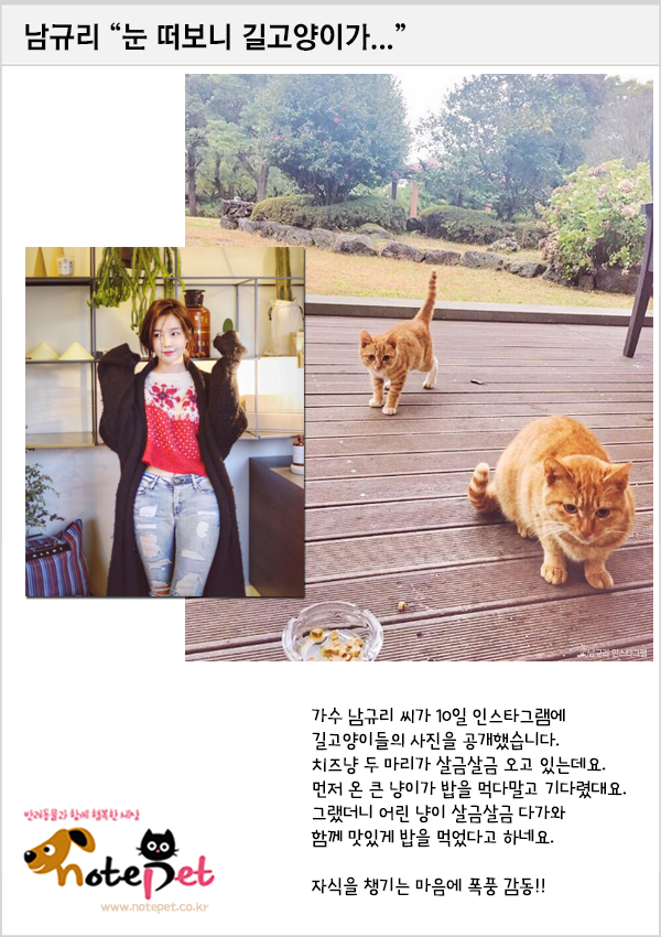 노트펫