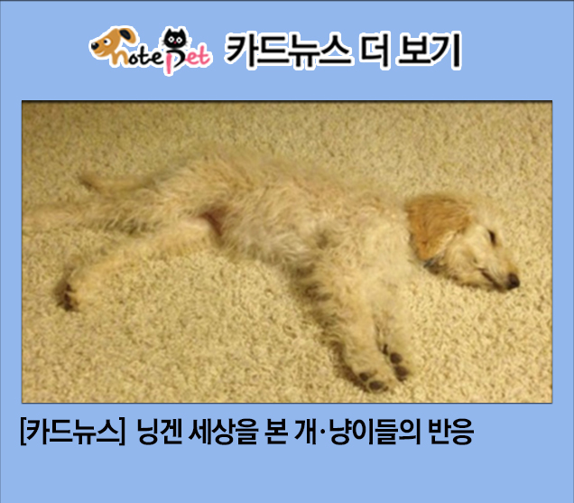 노트펫