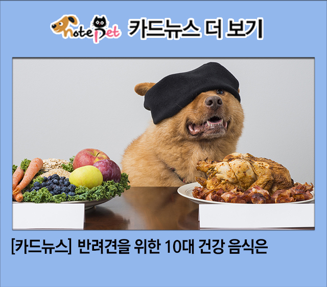 노트펫