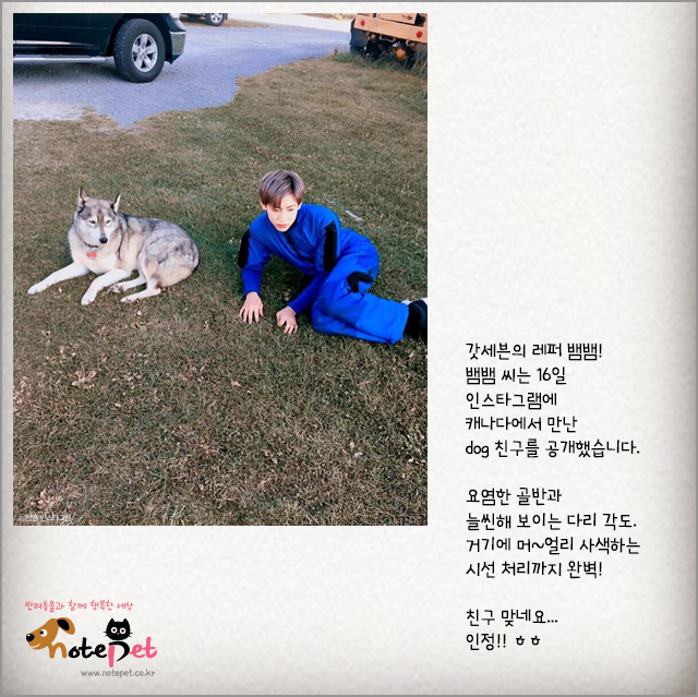 노트펫