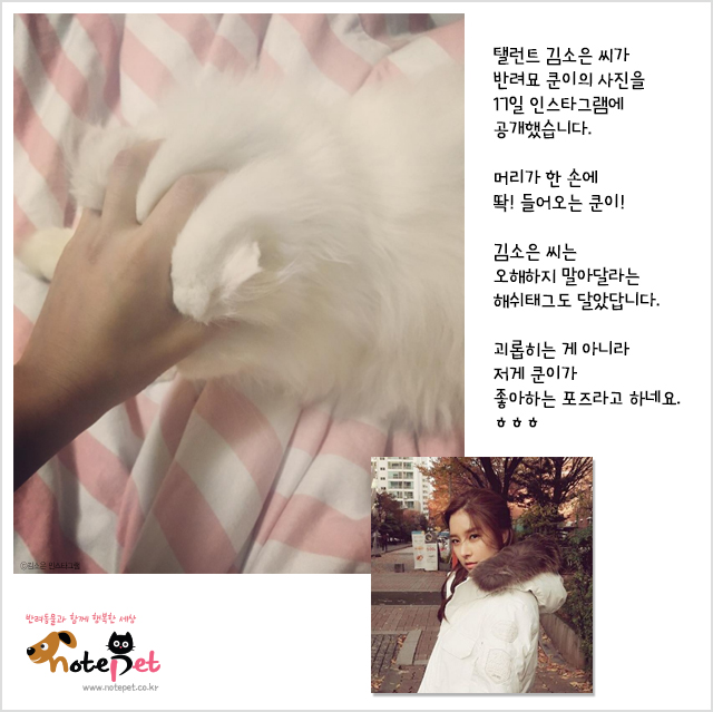 노트펫