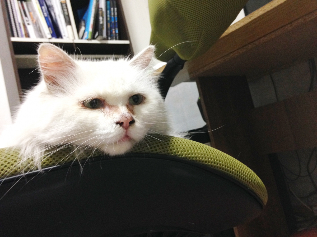 노트펫