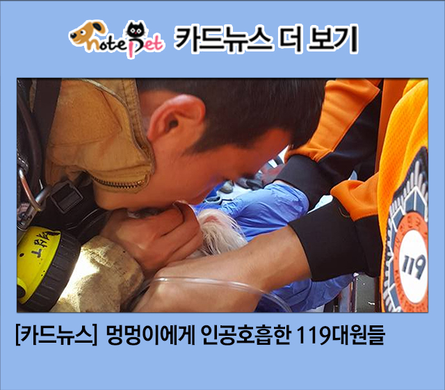 노트펫