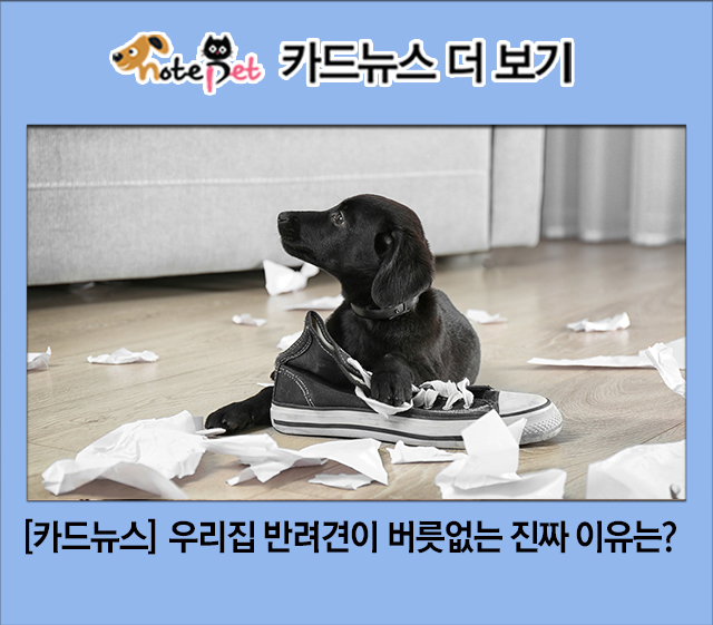 노트펫