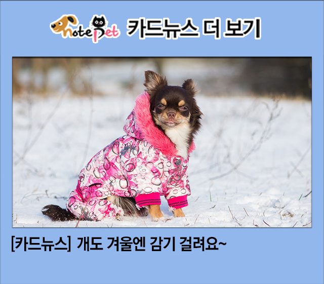노트펫