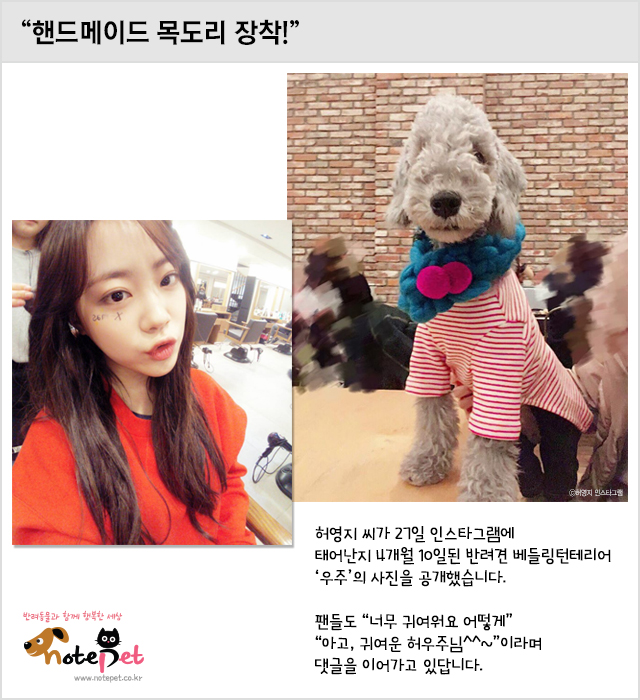 노트펫