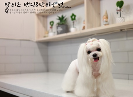 노트펫