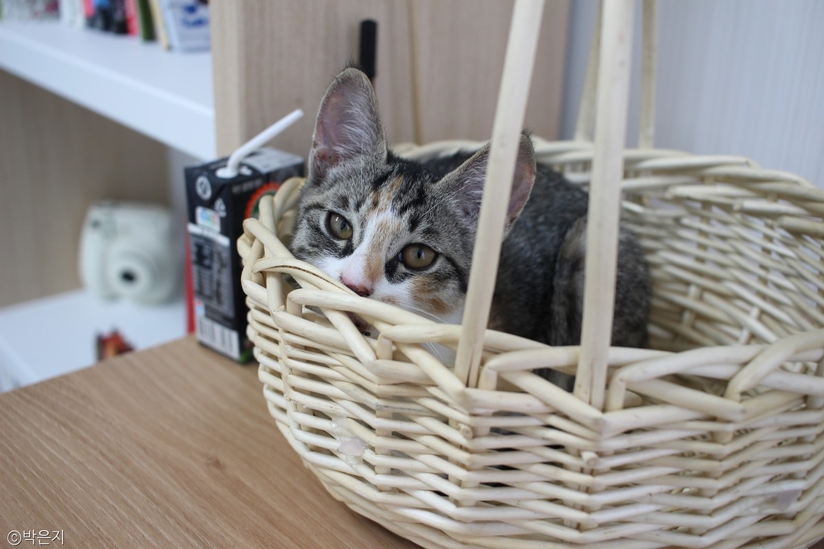 노트펫