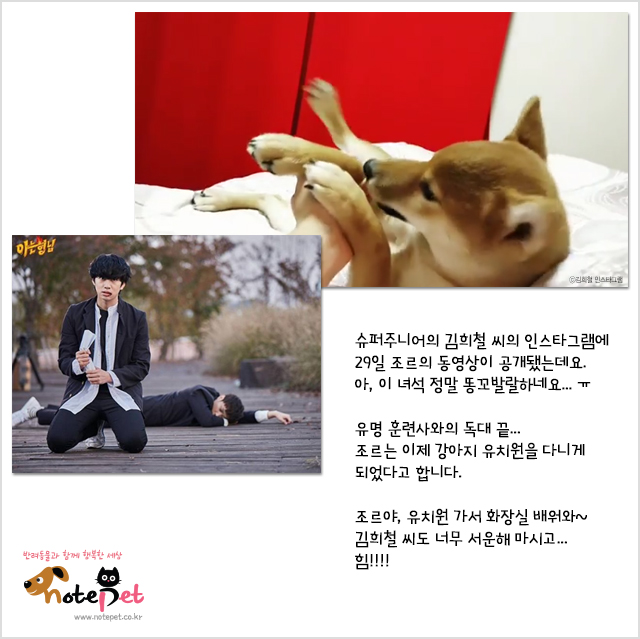 노트펫