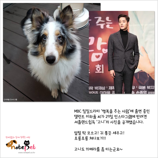 노트펫