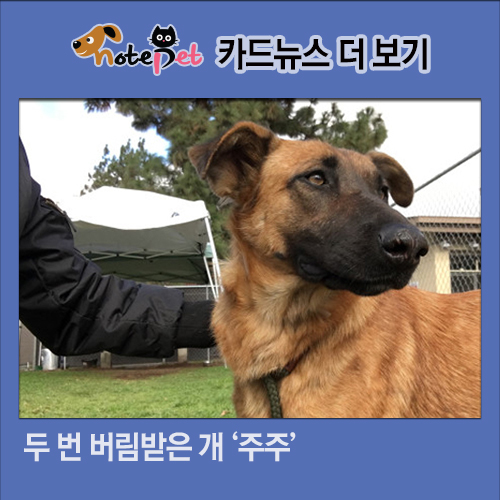 노트펫