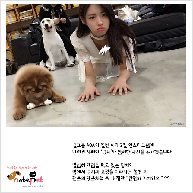 노트펫