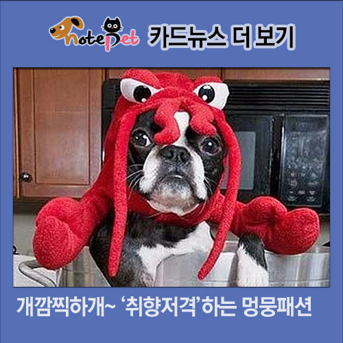 노트펫