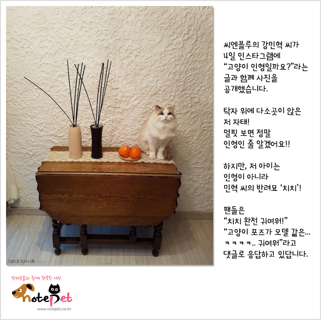 노트펫
