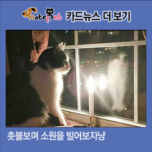노트펫