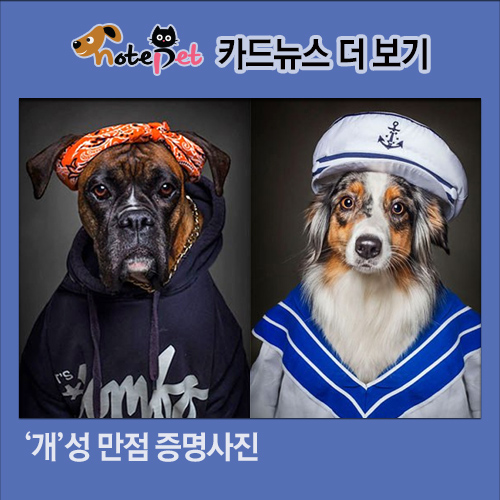 노트펫