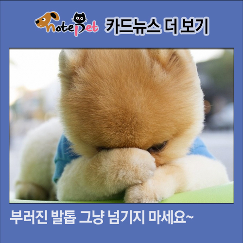 노트펫