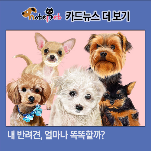 노트펫