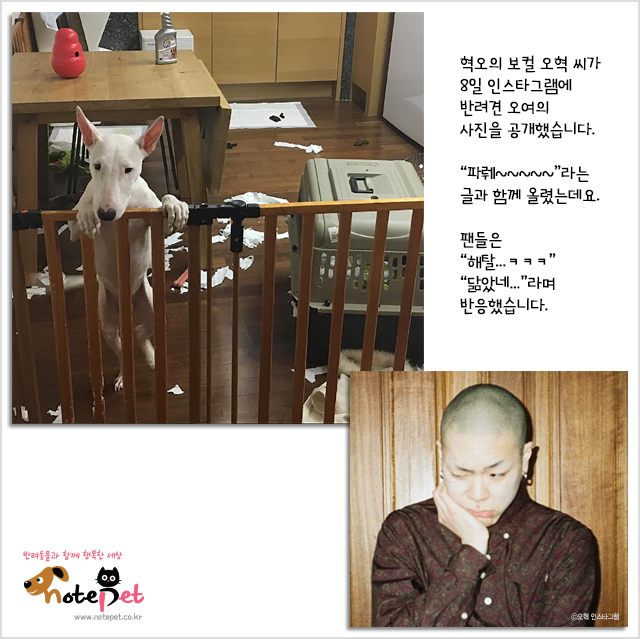 노트펫