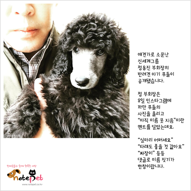 노트펫
