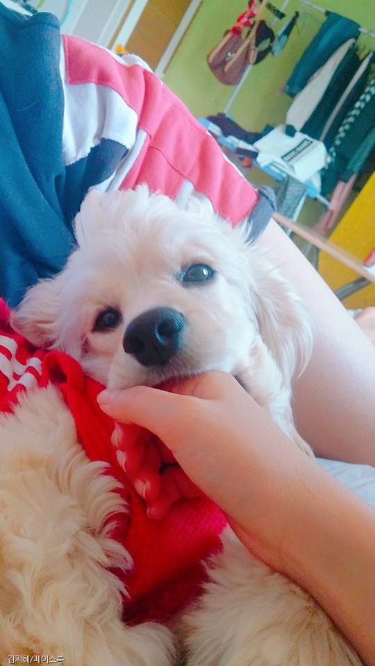 노트펫